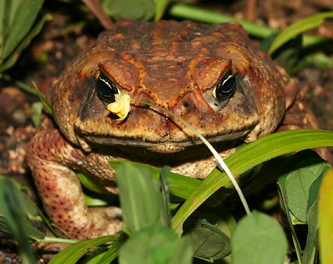 Cơ quan sinh sản của ếch biến đổi dị thường