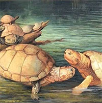 Colombia phát hiện hóa thạch rùa khổng lồ có niên đại cách đây 57 triệu năm