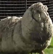 Con cừu có bộ lông dày nửa mét
