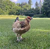 Con gà sống thọ 21 tuổi được trao kỷ lục Guinness