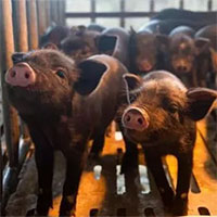 Con lợn Tây Tạng nhân bản đầu tiên đẻ ra chín con thuần chủng