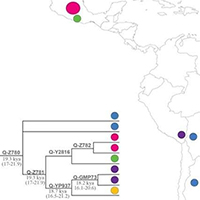 Con người đã di cư đến Nam Mỹ từ 17 nghìn năm trước