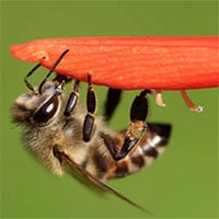 Con ong tạo ra đội quân bất tử với hàng triệu bản sao