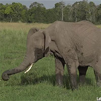 Con sếu bé nhỏ liều mạng đánh đuổi bầy voi khổng lồ để bảo vệ tổ của mình