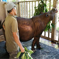 Con tê giác Sumatra cuối cùng ở Malaysia đã chết vì ung thư