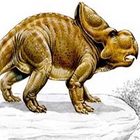 Công cụ đặc biệt của loài khủng long Protoceratops dùng để tán tỉnh bạn tình