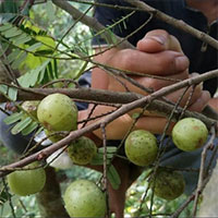 Công dụng tuyệt vời của loài quả dại mọc khắp Việt Nam