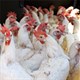 Công nghệ nuôi gà không cần kháng sinh ở Singapore