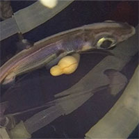 Công nghệ tử cung nhân tạo của Nhật Bản đã nuôi được phôi thai cá mập cho tới khi chào đời