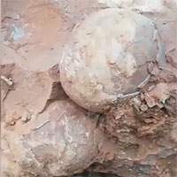Công nhân đào trúng ổ trứng khủng long 80 triệu năm