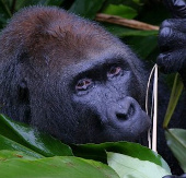 Congo lập khu bảo tồn khỉ đột