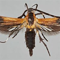 Costa Rica công bố phát hiện thêm hai loài bướm đêm mới