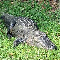 “Cụ“ cá sấu 60 tuổi hung dữ khiến cảnh sát Mỹ kinh ngạc