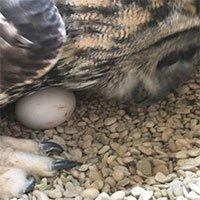 Cú đại bàng đẻ trứng sau 23 năm được cho là con đực