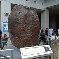 Cứ ngỡ “cụ rùa” Tây Du Ký là tưởng tượng, hóa ra 'bản real' dài 5m từng sống trên Trái đất
