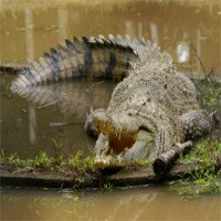 Cuba bảo tồn loài cá sấu quý hiếm đặc chủng của châu Mỹ