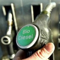 Cuba bắt đầu thí điểm sản xuất diesel sinh học từ cây cọc rào