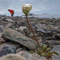 Cùng ngắm những chùm hoa cuối cùng ở vùng cực thế giới