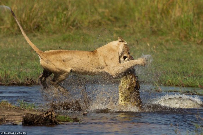 Cuộc chiến ác liệt giữa sư tử và cá sấu