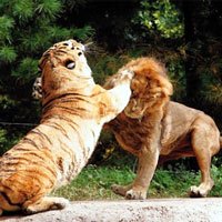 [Cuộc chiến bất hủ] Cọp với Sư tử. Loài nào mới là chúa sơn lâm?