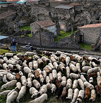 Cừu giúp các nhà khảo cổ Ý bảo tồn tàn tích cổ đại