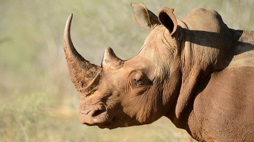 Cứu loài tê giác bằng sừng tê giác sinh học tổng hợp