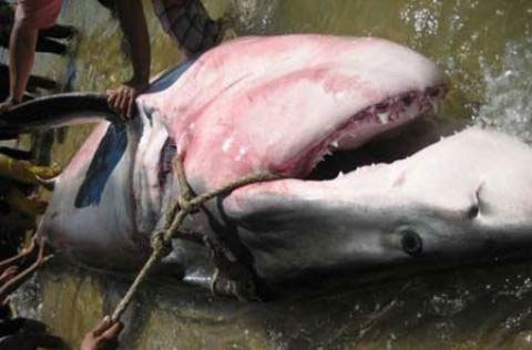 Đã xác định loại cá mập cắn người tại Quy Nhơn