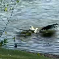 Đại bàng đầu trắng đi săn cá: 