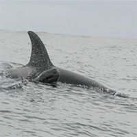 Đàn cá voi sát thủ nuôi cá voi hoa tiêu non