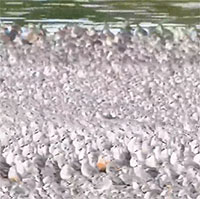 Đàn chim dẽ hàng chục nghìn con chen chúc trong đầm lầy