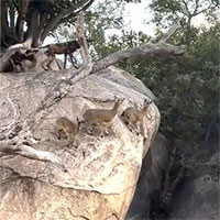 Đàn chó hoang 21 con săn linh dương trên vách đá