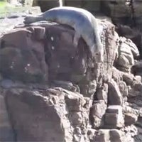 Đàn hải cẩu lao xuống vách đá vì sợ người