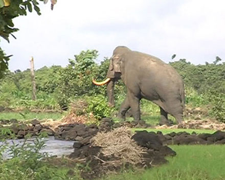 Dân hốt hoảng vì đụng độ voi rừng