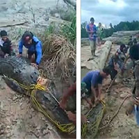 Dân làng lùng sục 3 ngày truy bắt con cá sấu ăn thịt ngư dân