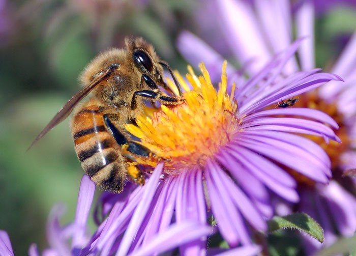Đàn ong sẵn sàng đàn áp quyết liệt đối thủ