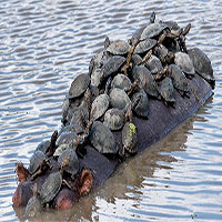 Đàn rùa chen chúc trên lưng hà mã để đi nhờ
