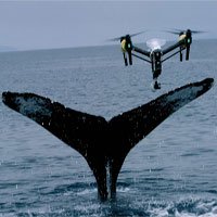 Dàn UAV chuyên săn tìm cá voi