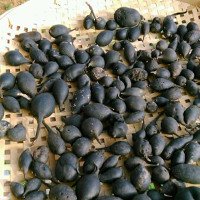 Đào ổ kiến để tìm giống nấm quý hiếm, giá 68 triệu/kg