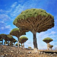 Đảo Socotra kỳ lạ