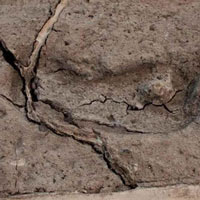 Dấu chân 15.600 năm tuổi xác nhận lịch sử loài người tại châu Mỹ