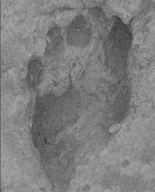 Dấu chân người có niên đại 1,5 triệu năm