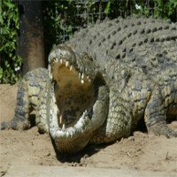 Điểm yếu của loài cá sấu lớn nhất châu Phi