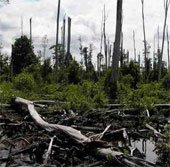 Diện tích rừng bị phá ở Mexico tăng nhanh trong 10 năm