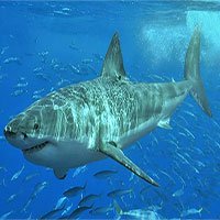 Điều gì sẽ xảy ra nếu bạn rơi vào khu vực đầy cá mập?
