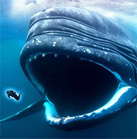 Điều gì xảy ra khi chúng ta vô tình bị hút vào bụng của cá voi?