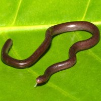 Điều ít biết về rắn giun tí hon của Việt Nam