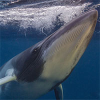 Đình chỉ dự án thí nghiệm thính giác trên cá voi