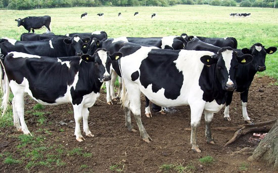 Đo khí metan thải ra từ bò