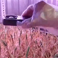 Độc đáo: Hoa nghệ tây được trồng trong container