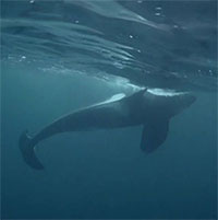 Đôi cá voi sát thủ tìm cách cứu đồng loại hấp hối